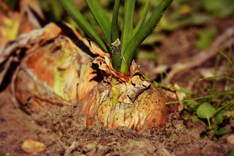 Soil Conditions